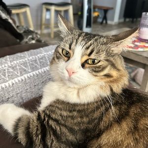 Meet your Posher, Kit